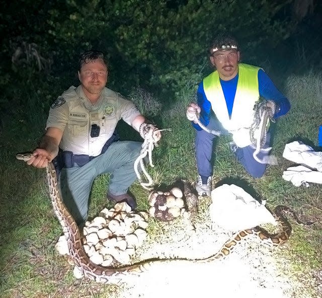 Florida Fish and Wildlife Conservation Commission Officer Matthew Rubenstein  and South Florida Water Management District python removal contractor Alex McDuffie with a breeding female Burmese python and some of the 23 eggs and 18 hatchlings they found July 11, 2022.