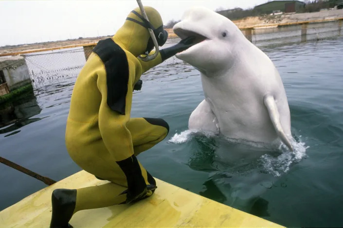 A member of the Ukrainian military in a scuba suit is shown training a marine mammal in the Crimean Peninsula in 1992.