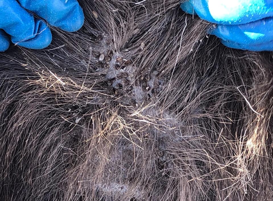 Scientists count the number of ticks on a 10 cm patch of the moose's skin. They estimate there are thousands on its entire body. In some cases up to 80,000 ticks have been found on a single moose.  