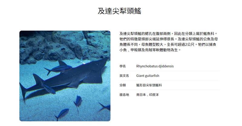 水族館養了23年的「及達尖犁頭鰩」是超稀有品種。（示意圖／翻攝自DMM Kariyushi水族館官網）