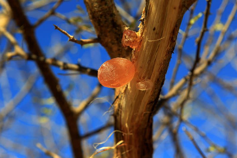 FILE PHOTO: Gum arabic is seen on an Acacia trees in the western Sudanese town of El-Nahud