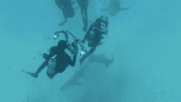 Divers, equipped with underwater cameras, are photographing sharks swimming around them underwater