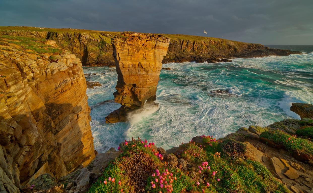 Yesnaby sea stack in spring, Orkney Isles