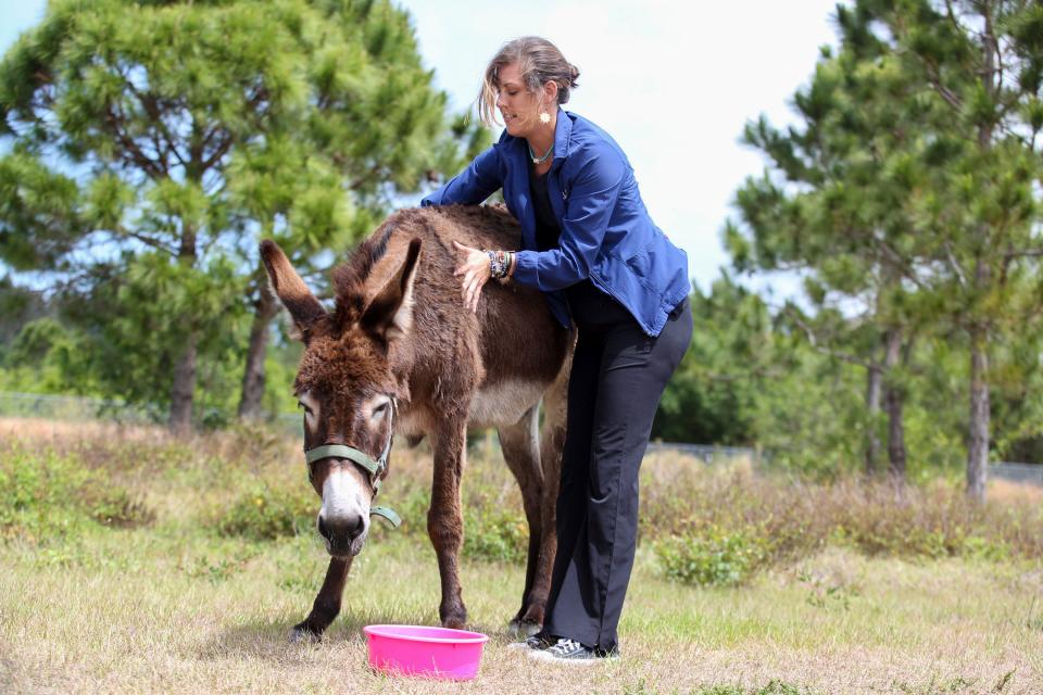 Ashley Snodgress, a veterinary technician with the Humane Society of Vero Beach & Indian River County, scratches the back of Mocha, an intact female donkey living at the nonprofit on Tuesday, April 11, 2023, in Indian River County. The nonprofit began 70 years ago, to protect vulnerable animals in the county. It has provided shelter, medical care and has found forever homes for countless animals throughout the years, and has a save rate of 90% or higher, making the shelter a no-kill  operation based on national requirements.