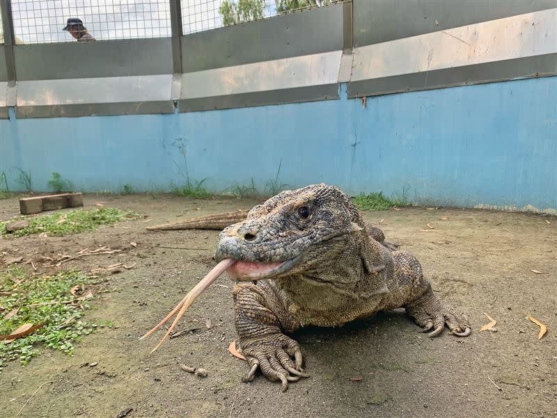 頑皮世界中最特別的動物「水豚和科摩多龍」，只有來這才能一睹風采。（圖／翻攝自頑皮世界臉書粉專）