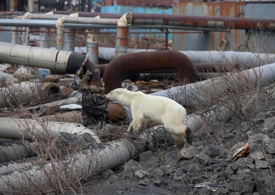 The visibly hungry and exhausted bear had strayed hundreds of miles from home (REUTERS)