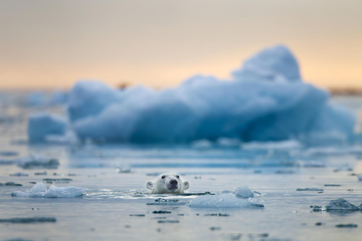 Norway, Svalbard, Spitsbergen Island, Polar Bear (Ursus maritimus) swimming among icebergs near glacier in Fuglefjorden (Bird Fjord)