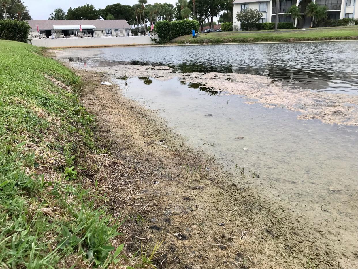 In West Palm Beach, only 12.85 inches of rain has fallen since May 15, down 3.95 inches from normal conditions, creating some drier banks on lakes and ponds.