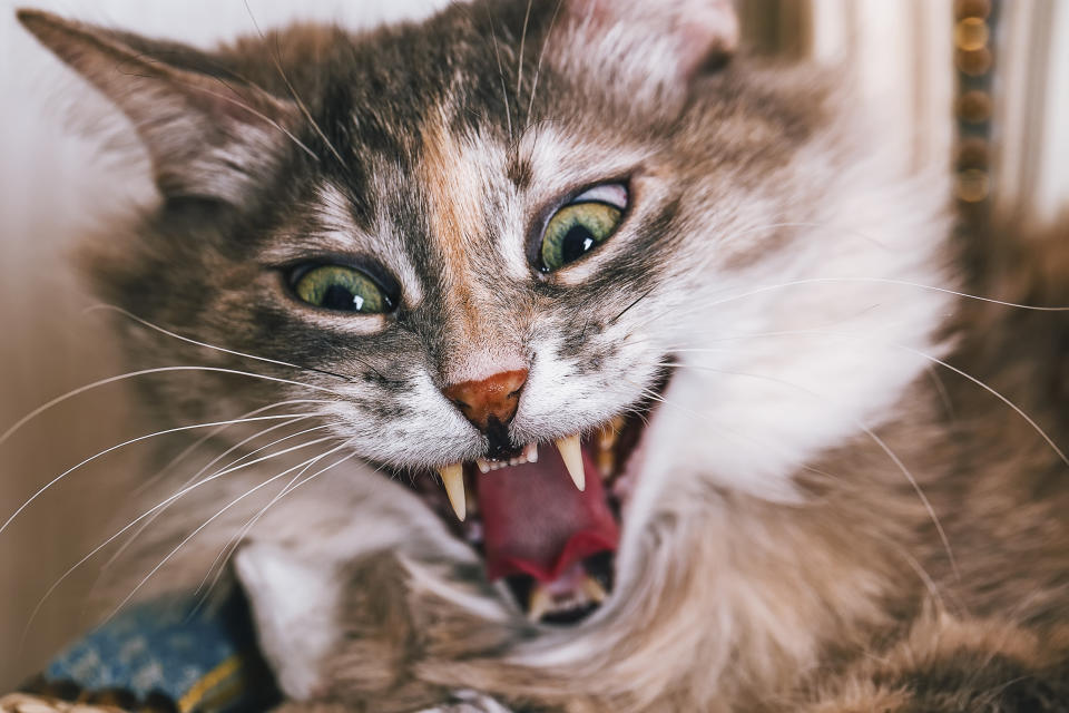 Ein Katzenbiss kann gefährliche Krankheiten auslösen und im schlimmsten Falle tödlich enden. (Bild: Getty Images)