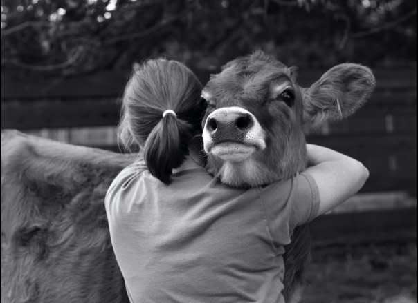 Douglas, who was rescued by Animal Place, loves getting hugs.    (<a href="http://www.flickr.com/photos/rinalia/6247393183/" target="_hplink">Image via Flickr</a>)