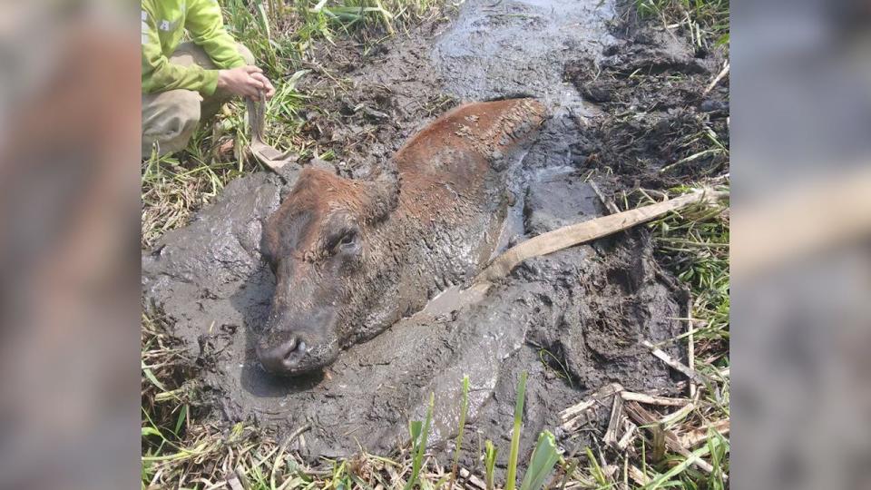 Multiple Fire and Rescue teams in Mist, Oregon worked together to pull Ruby the cow free from deep mud using specialized animal rescue equipment.