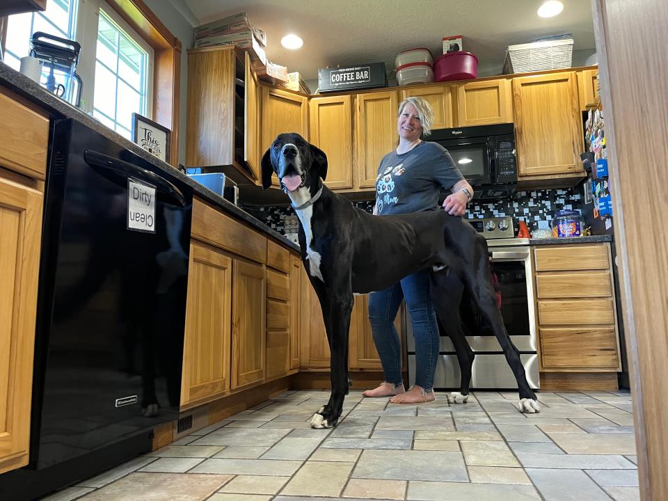 The tallest living male dog is Kevin, who measures 0.97 m (3 ft 2 in), as verified in West Des Moines, Iowa, USA, on March, 20, 2024.