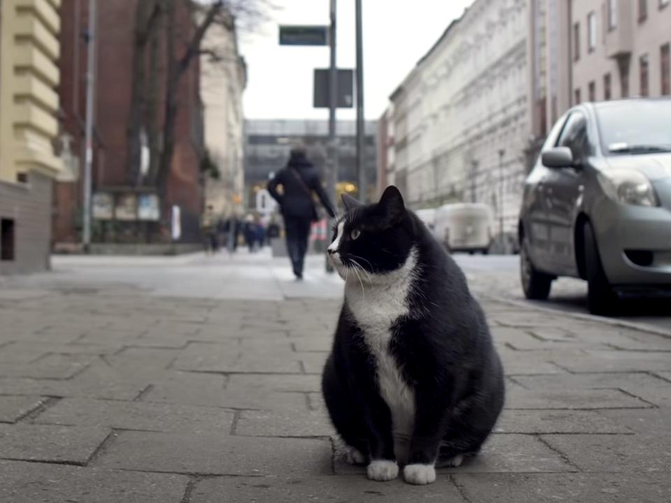 Fat Cat Becomes Polish Tourist Attraction