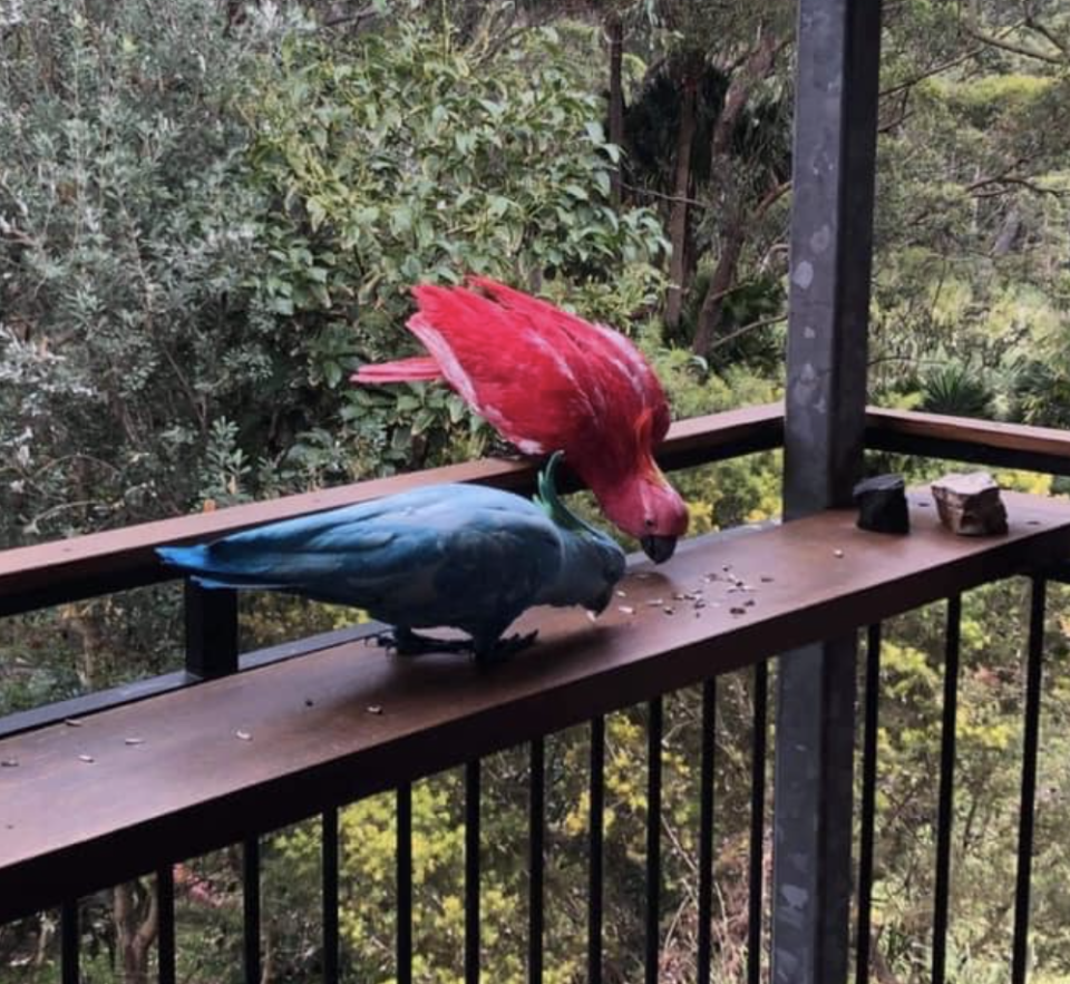 Locals are deeply concerned for the welfare of the birds due to the possibility of the colour being toxic. Source: Facebook