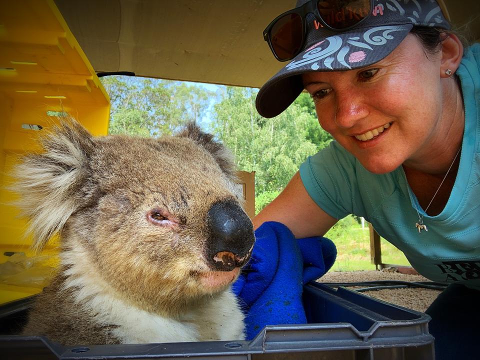 Close up of Dr Penman wearing a hat and a blue T-shirt with a koala which is in a box and looks unwell. 