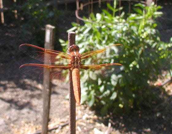 This beautiful dragonfly visited my dahlia garden this past summer.