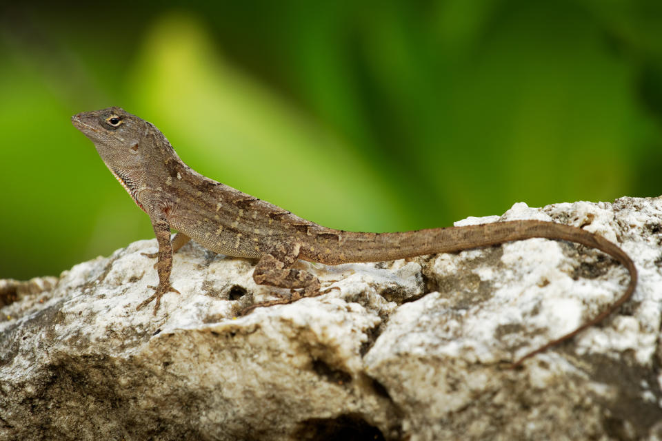  Brown anoles, native to Cuba and the Bahamas, have encroached on the territory of the green anole in the Southeast, forcing the green anoles to adapt to life in the treetops. (Getty Images stock)