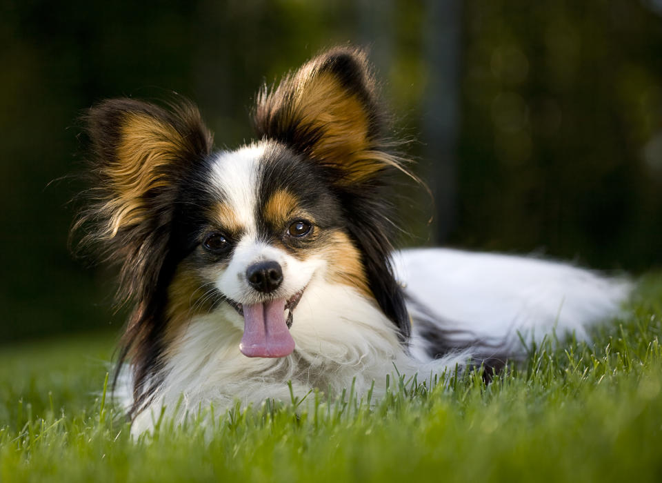 Épagneul nain continental papillon (Getty Images)