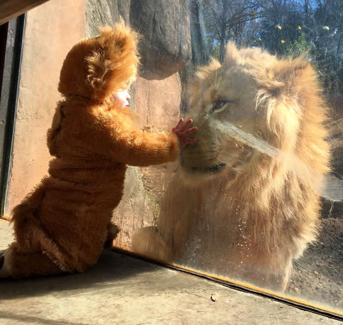 <p>Como el niño estaba disfrazado de león, la reacción del imponente animal al verlo a través del vidrio ha sido conmovedora. </p>