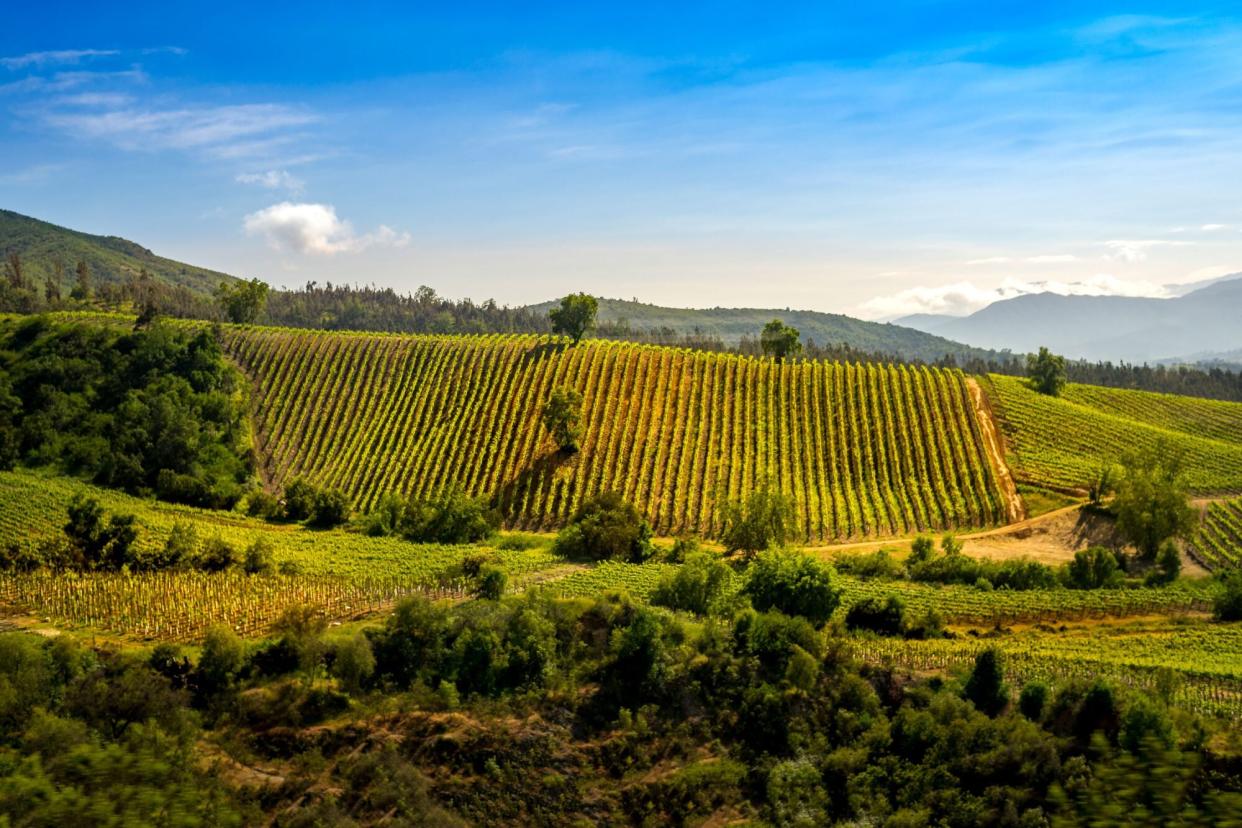 Vinyard in Valparaiso, Chile