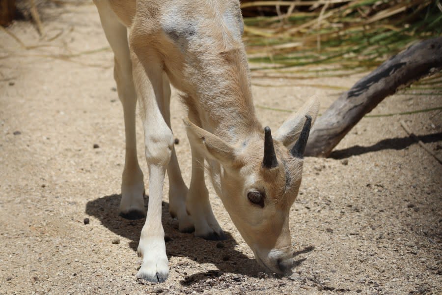 Julien, an addax calf recently born at Disney’s Animal Kingdom Lodge.