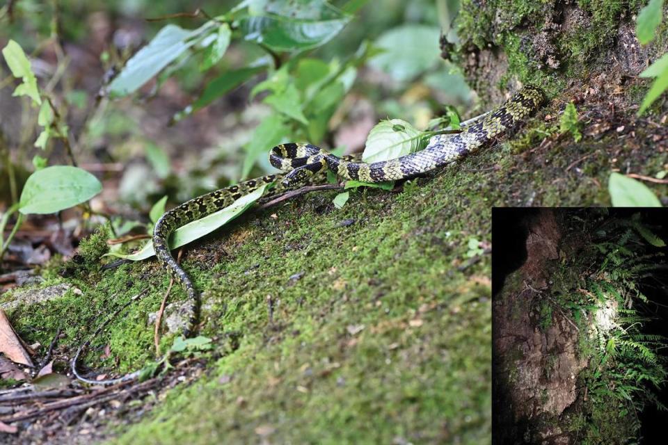 The Lycodon gammiei, or Gammie’s wolf snake, found on a tree in Tibet. Photos from XQ Mi via Shu, Lyu, Guo, Zhang, Mi, Li, Wu and Guo (2024)
