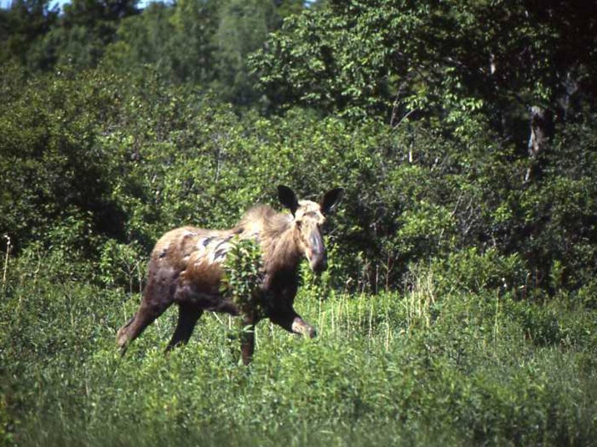 The mainland moose is a species at risk in Nova Scotia. (Submitted by Bob Bancroft - image credit)