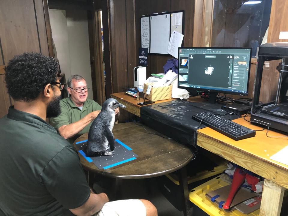 African penguin Larkin is navigating her habitat better after Cincinnati Zoo & Botanical Garden's veterinarian staff, bird keepers, and volunteer enrichment teams created a solution to address the 7-month-old penguin's mobility issues.