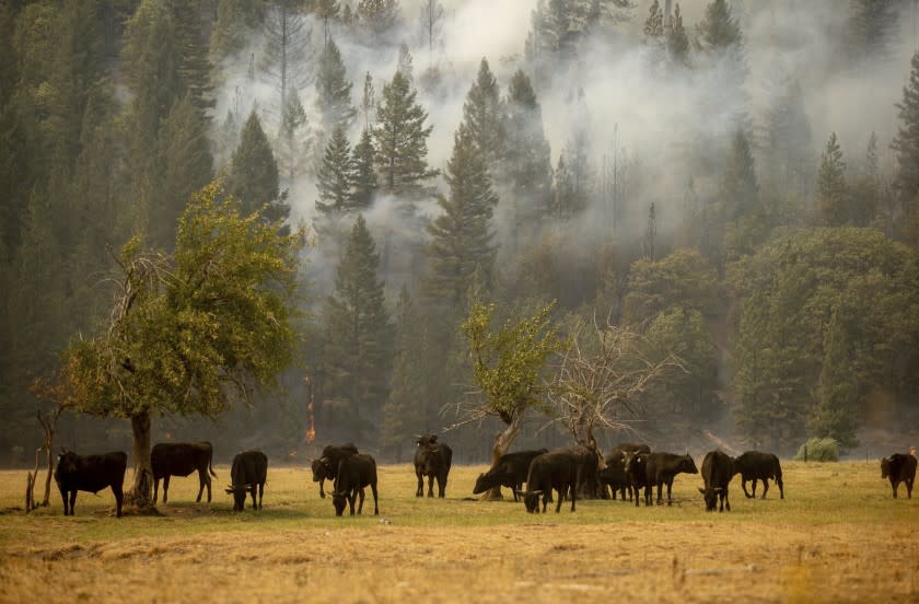 Cows graze in a pasture as the Dixie Fire burns in Genesee, Calif., on Saturday, Aug. 21, 2021. (AP Photo/Ethan Swope)