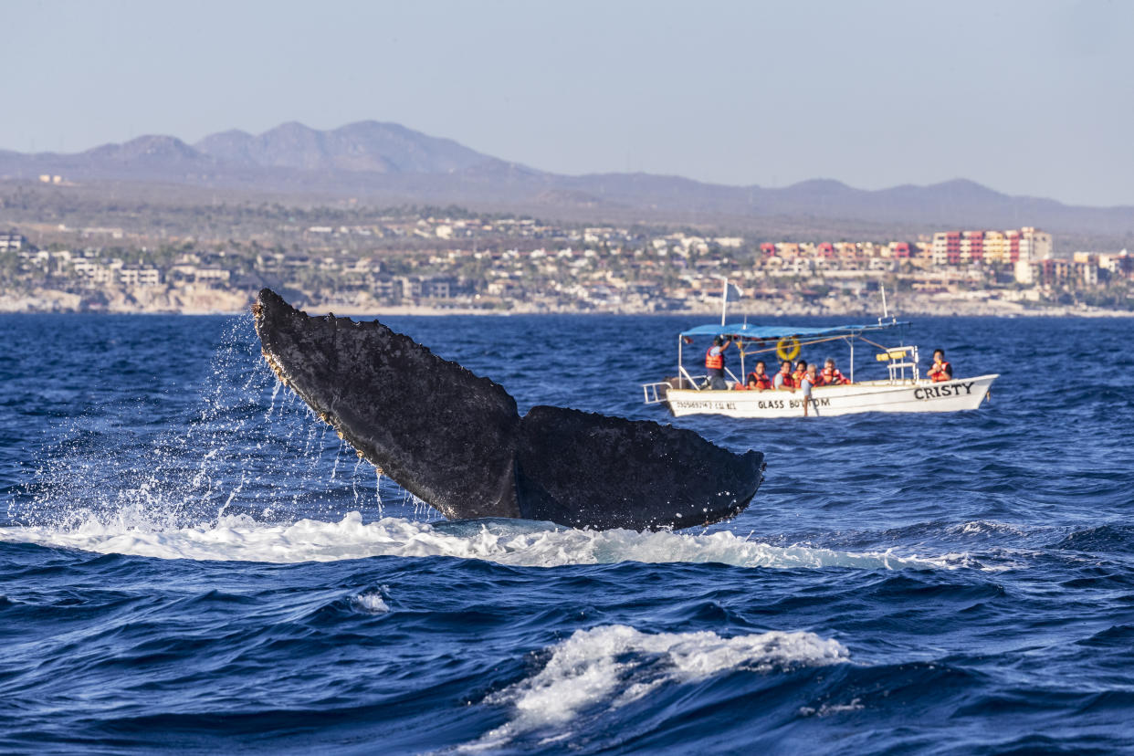 CABO SAN LUCAS, MÉXICO - 3 DE MARZO: Una ballena jorobada muestra su cola frente a un bote, el 3 de marzo de 2022 en Cabo San Lucas, México. (Foto de Alfredo Martínez/Getty Images)