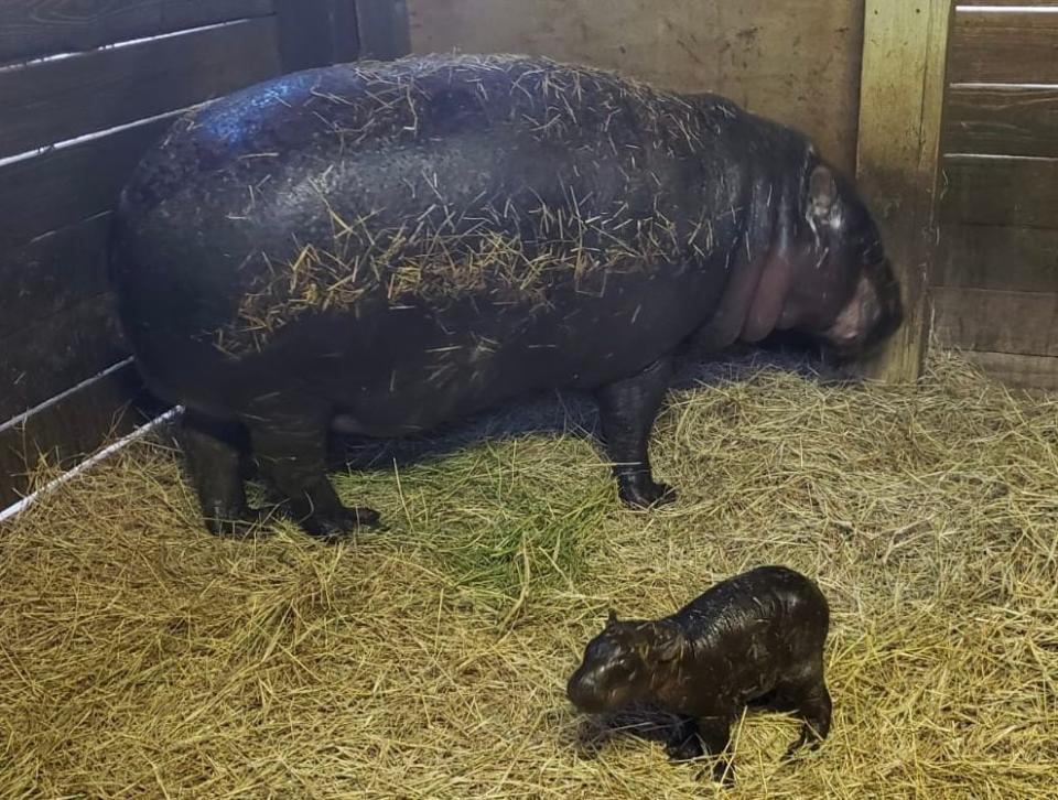 Hungry, Hungry Hippo! Endangered pygmy hippo born in Central Florida