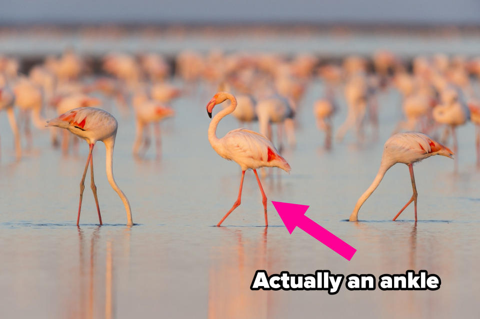 flamingos at the beach and an arrow pointing to one flamingo's ankle