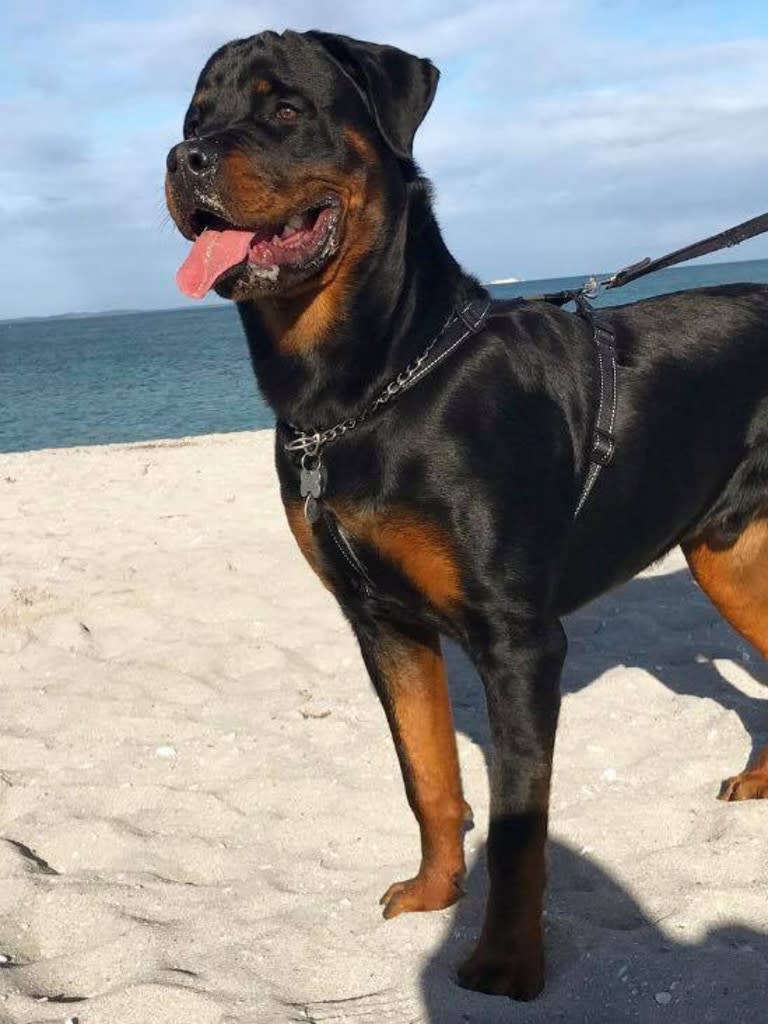 Assignment Freelance Picture Nikita Piil's two rottweiler dogs Bronx and Harlem. Picture: Facebook