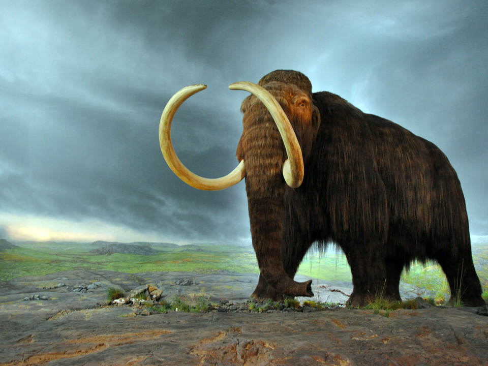 Woolly mammoth