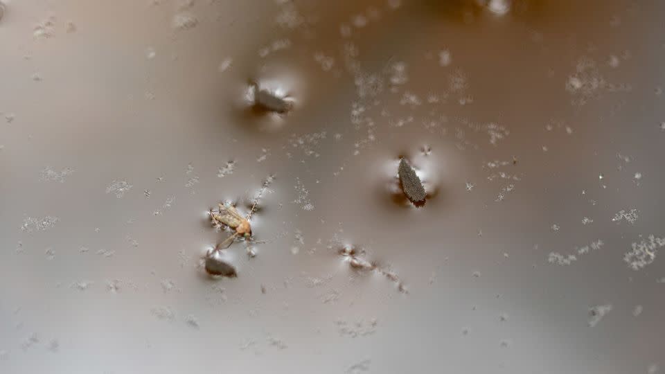 Mosquito eggs float next to a dead mosquito on standing water in a basin trap placed by the Louisville Metro Department of Health and Wellness on August 25, 2021 in Louisville, Kentucky.  - Jon Cherry/Getty Images