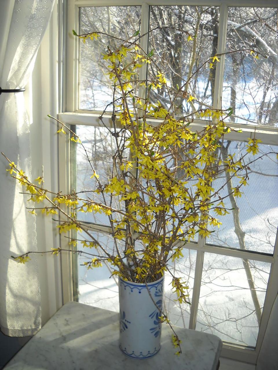 Forsythia easily forces indoors this time of year.