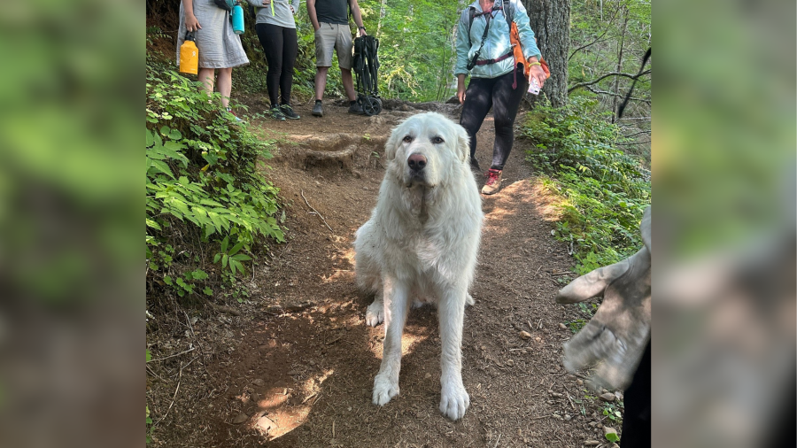 PHOTOS: Dog rescued from Saddle Mountain trail after injuring paws