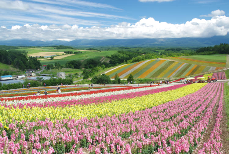 日本旅遊｜北海道賞花好去處Top6！10公頃芝櫻花海、收割薰衣草體驗、120萬朵鬱金香花海（附1日遊優惠推介）