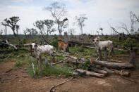 Vacas pastando en un pasto deforestado en los llanos del Yarí, en Caquetá, Colombia