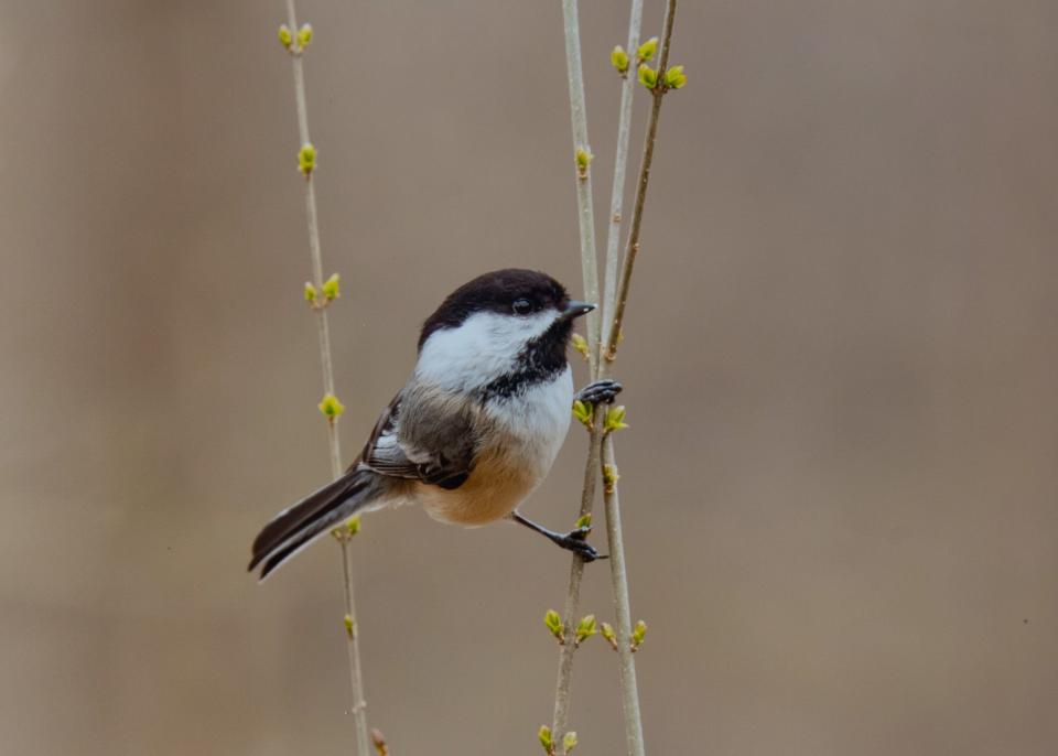 "Little Bird, Little Bird," by Heath Smith of Akron, third place in 2023 Greater Alliance Carnation Festival Amateur Photography Contest.