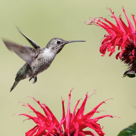  A hummingbird approaches red bergamot flowers. 