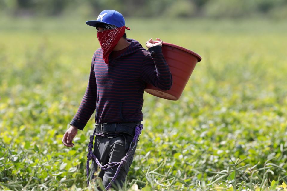 A farmworker, considered an essential worker under the current COVID-19 pandemic, harvests beans in Homestead, Florida, in May 2020.