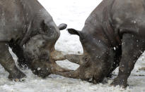 <p>Zwei vom Aussterben bedrohte Nashörner spielen im Zoo der tschechischen Stadt Dvůr Králové nad Labem im Schnee. (Bild: AP Photo/Petr David Josek) </p>