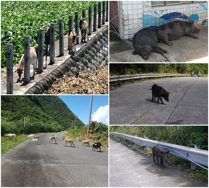 蘭嶼動物逛大街