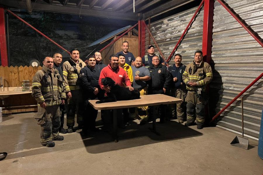 Encuentran a Max, el perro de rescate de los bomberos de Tijuana