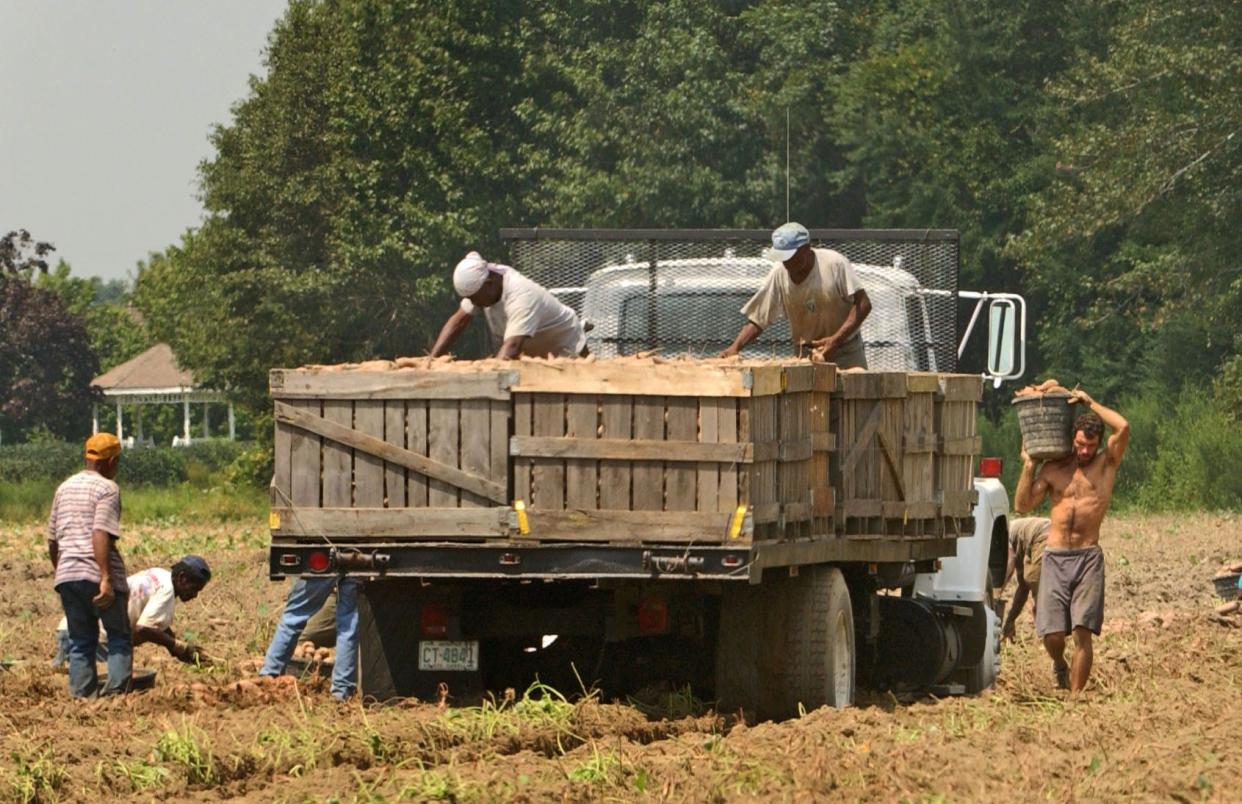 Migrant farm workers employed by a compnay from Crescent City pick sweet potatoes at a farm in North Carolina in the photo from 2005.