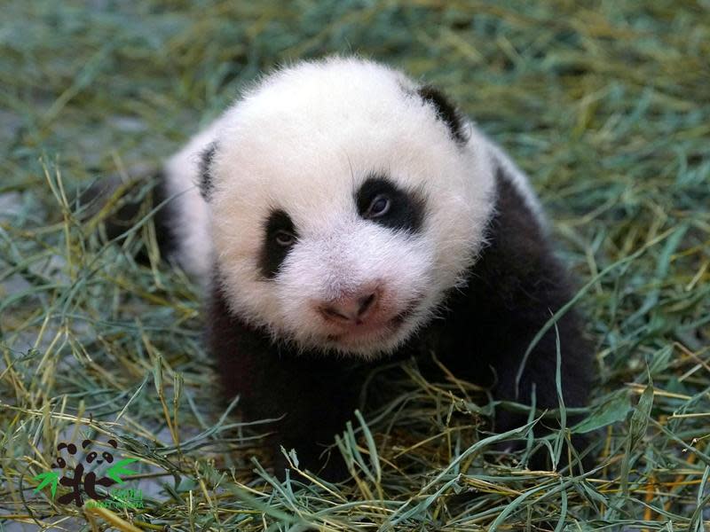 台北動物園團隊第2次照顧大貓熊寶寶，保育員也分享，這次照顧「圓寶」有種很不真實的感覺。（台北市立動物園提供）