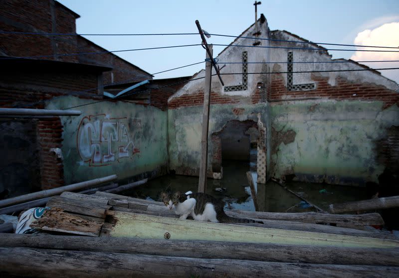 A cat looks on in front of a damaged house, which has been abandoned due to the rising sea level and land subsidence, at Tambakrejo village in Semarang