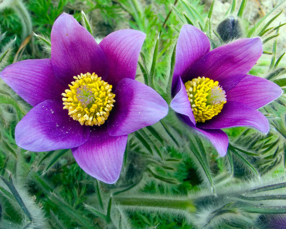 6. Pulsatilla vulgaris AGM