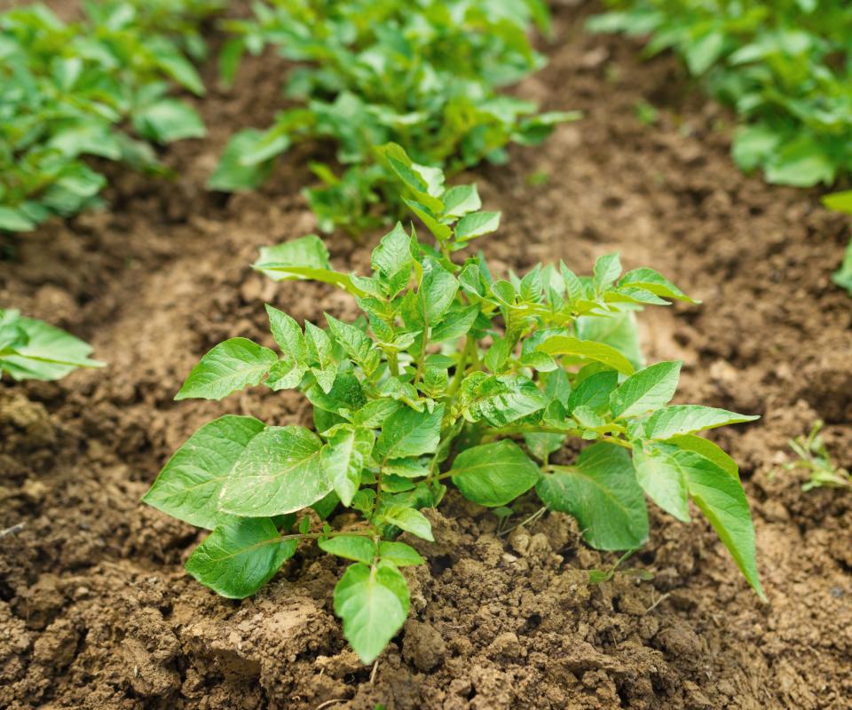 Potato plants growing strong and getting hilled up